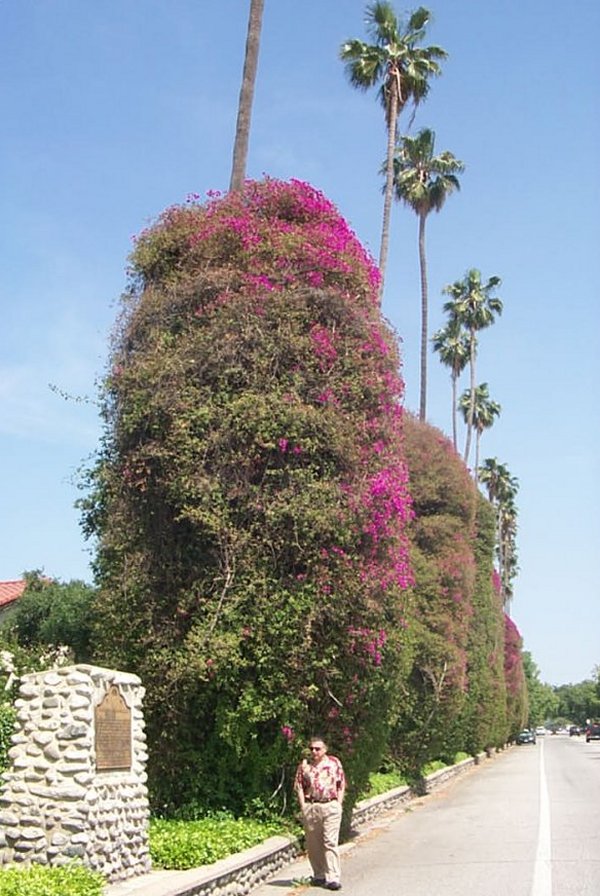 bougainvillea7.jpg