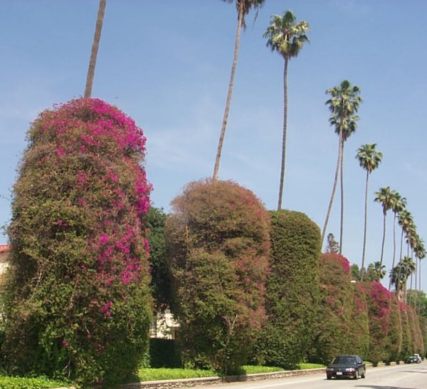 bougainvillea8.jpg