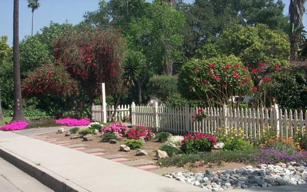bougainvillea9.jpg