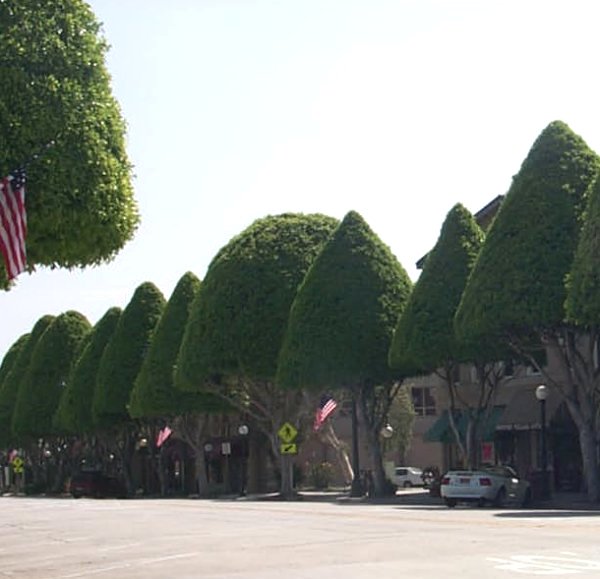 glendora1.jpg
