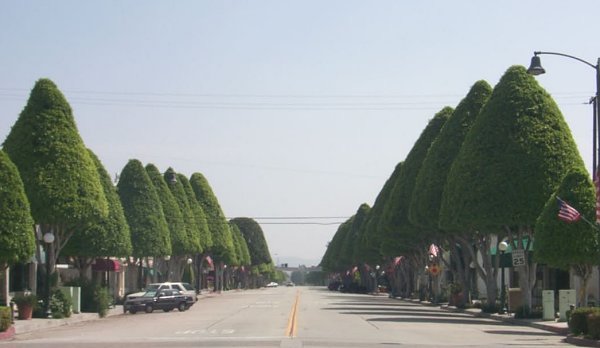 glendora2.jpg