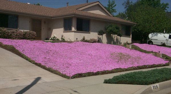 yardcarpet1.jpg