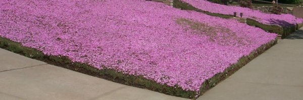 yardcarpet2.jpg